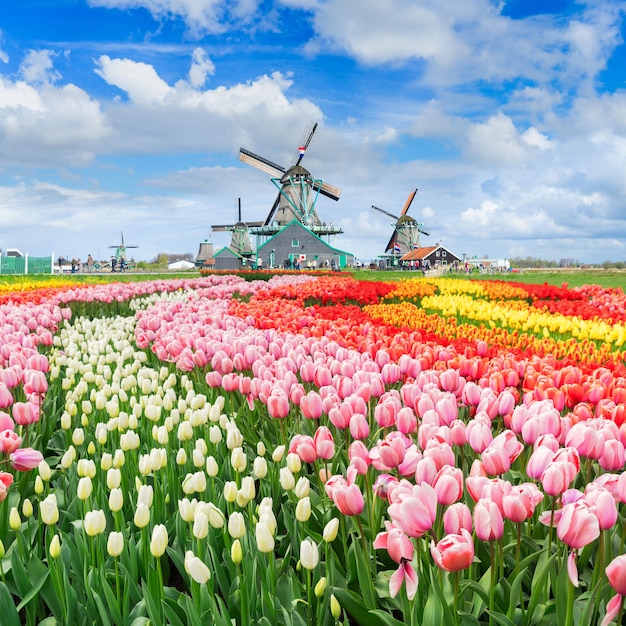 Traditional Dutch rural spring scene with canal and windmills of Zaanse Schans Netherlands