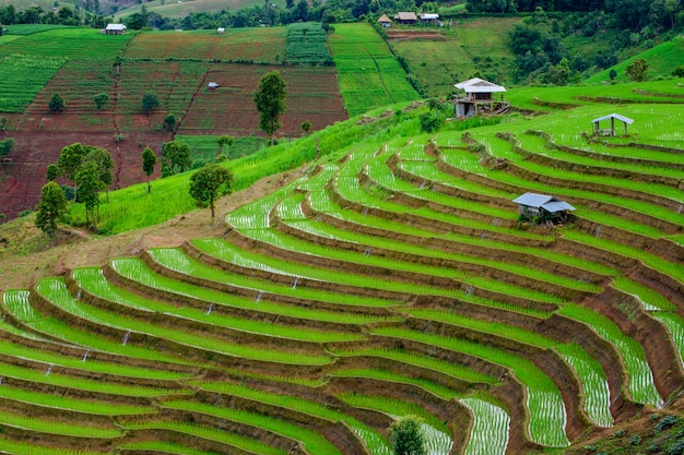 Traditional homestay in the middle of the rice fields on terraced of Ban Pa Bong Piang in Chiangmai