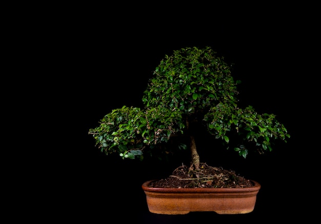 A traditional Japanese bonsai miniature tree in a pot isolated on a black background