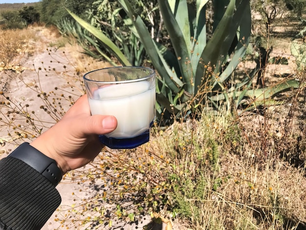 Traditional Mexican fermented drink called Pulque in clay cups with agave cactus