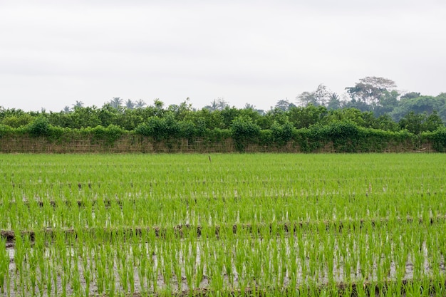 Traditional rice farming in Banyuwangi district Indonesia