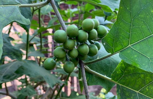 Traditional Sundanese raw salads Leunca Solanum nigrum.