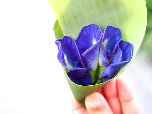 Traditional thai style with butterfly pea flower