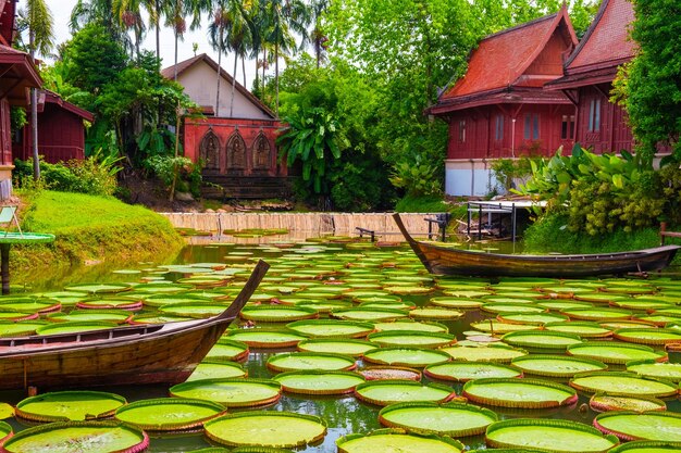 Photo traditional wooden thai boats float among giant water lilies pads in a pond surrounded by lush