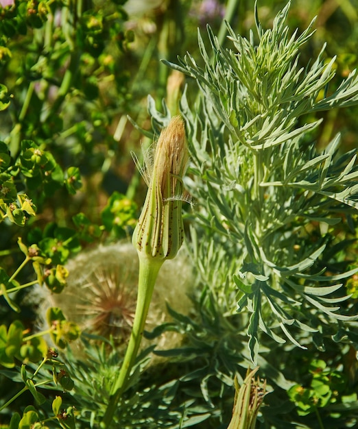 Tragopogon