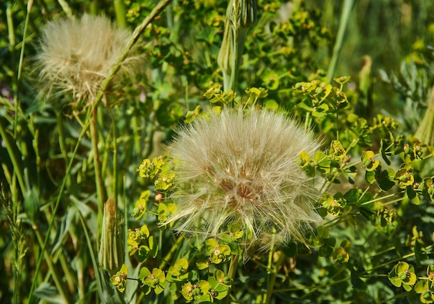 Tragopogon