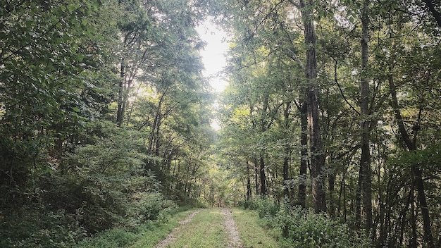 Trail amidst trees in forest