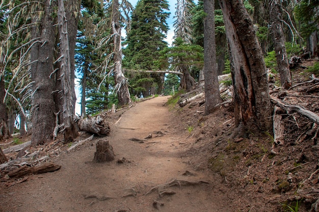 Trail amidst trees in forest