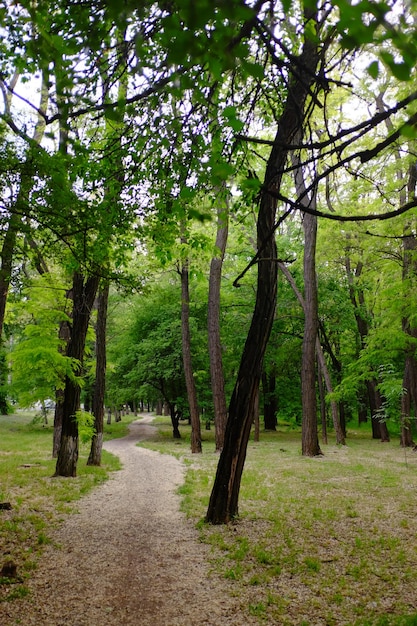 The trail in the forest. Walk in the park on a summer sunny day.