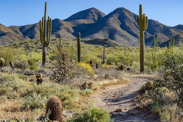 A trail to the mountains