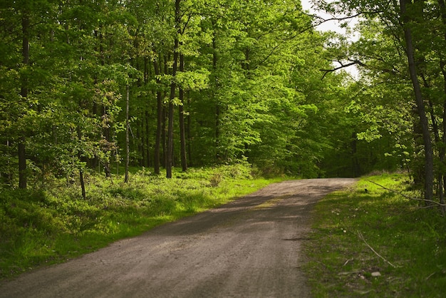 Trail path in woods A trail in the forest Morning in Spring