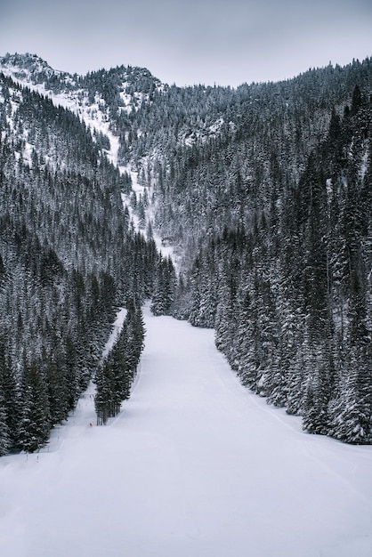 A trail in the pine wood covered with snow after heavy and severe snowfall