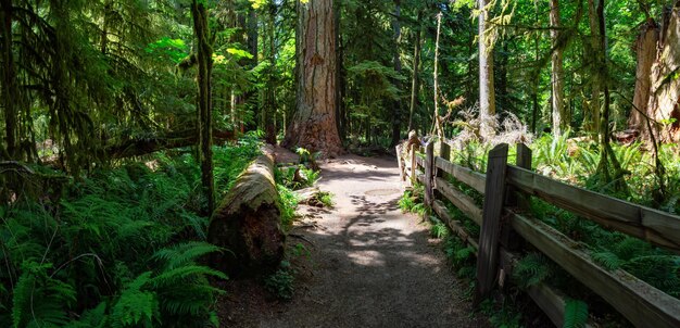 Trail in the Rain Forest during a vibrant sunny summer day