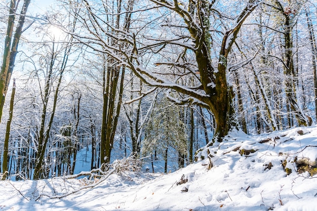 Trail in the snowy Artikutza natural park in Oiartzun