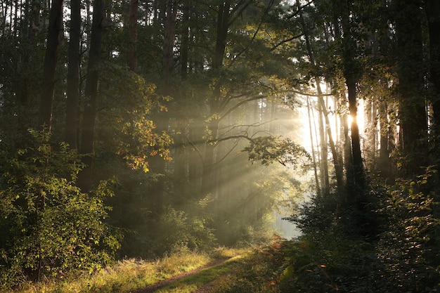 Trail through an autumn forest on a misty sunny morning