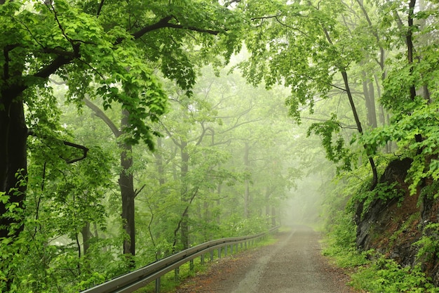 Trail through the spring forest in misty, rainy weather