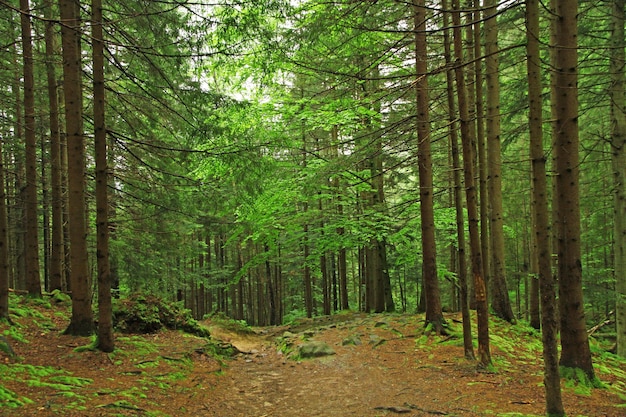 Trail through tall trees in a lush forest