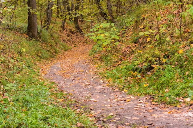 Trail winding through a forest. Golden forest landscape setting during the autumn season. The fallen foliage. Early autumn.