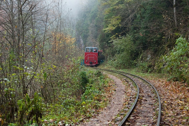 The train is traveling on a narrowgauge railway in a foggy forest