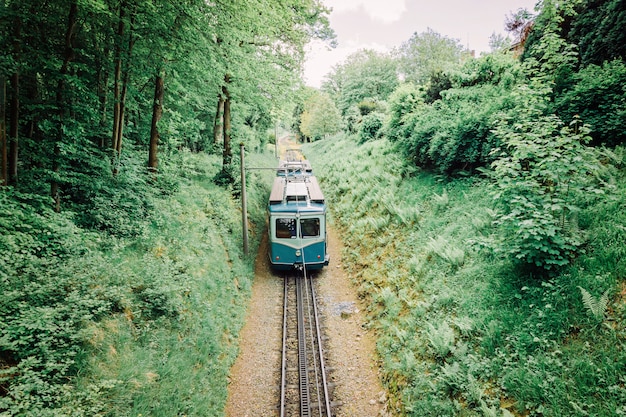 Train on railway transportation in green forest