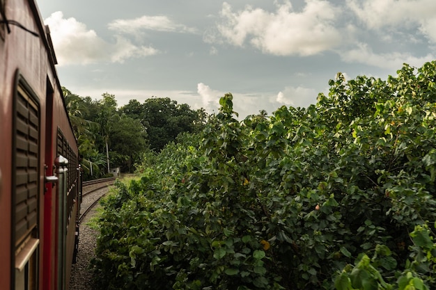 Train travel in Asia View of the forests along the railway