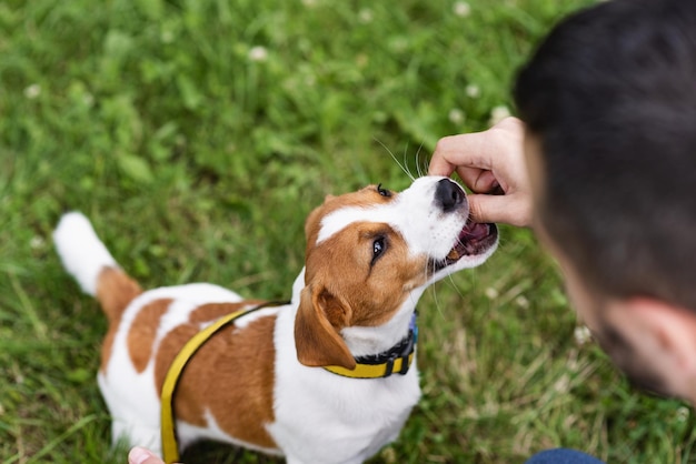 Trained adorable Jack Russell Terrier dog in the nature on park eats from his owner's hand