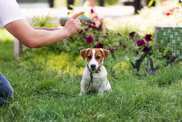 Trained adorable Jack Russell Terrier dog in the nature waiting for something tasty from owner