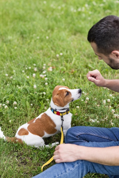 Trained adorable Jack Russell Terrier dog in the nature waiting for something tasty from owner