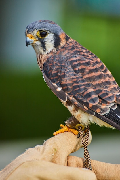 Trained American Kestrel raptor sitting on leather glove of trainer