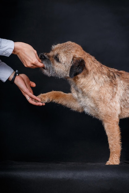 A trained dog of the breed Border Terrier gives the owner a paw