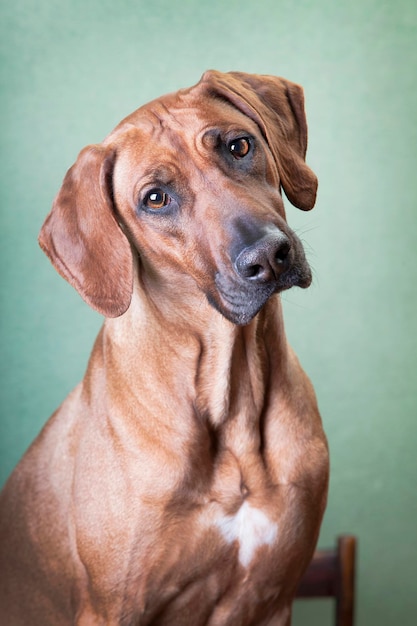 Trained dog of the breed Rhodesian Ridgeback portrait on a chair