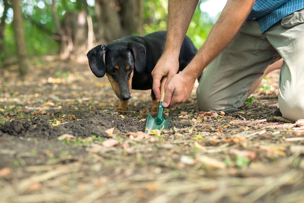 Trained dog showing his owner where to dig for truffle mushrooms in the forest.