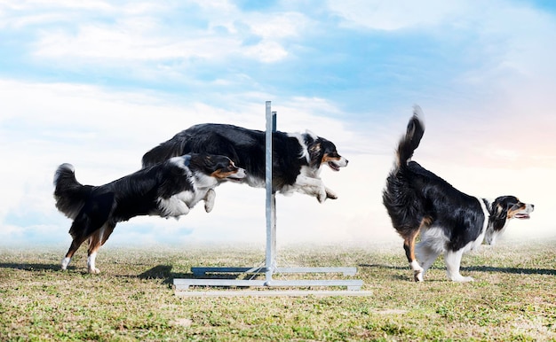 Training of australian shepherd