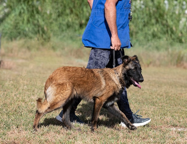 Training of belgian shepherd