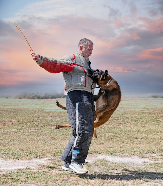 Training of belgian shepherd