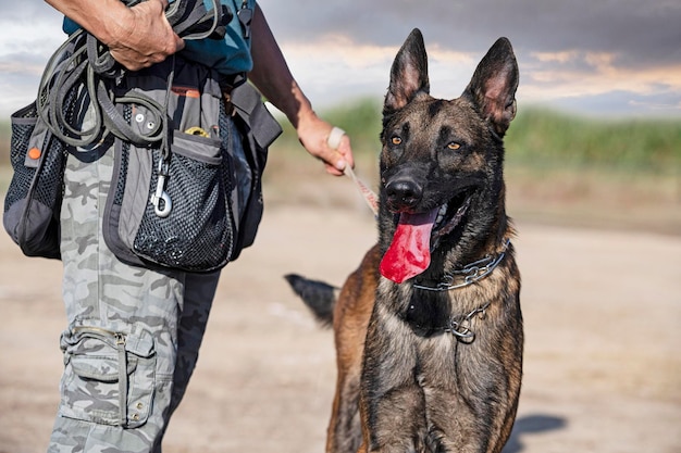 Training of belgian shepherd