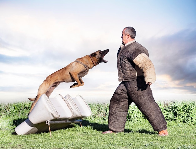 Training of belgian shepherd