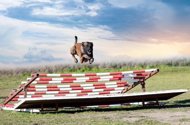 Training of belgian shepherd