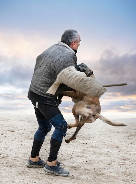 Training of belgian shepherd