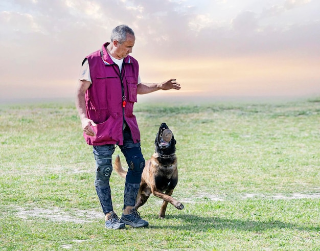 Training of belgian shepherd