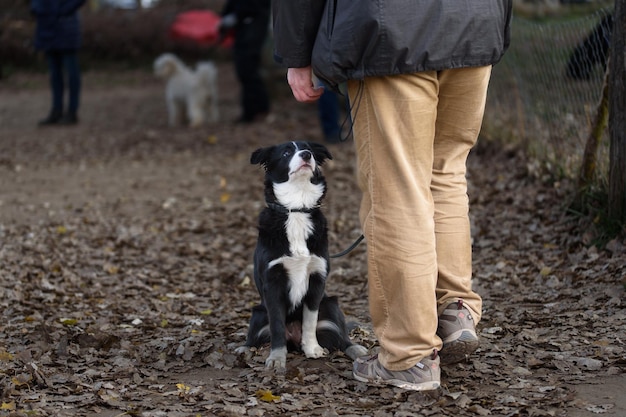 Training in a club of canine obedience with purebred border collie dog