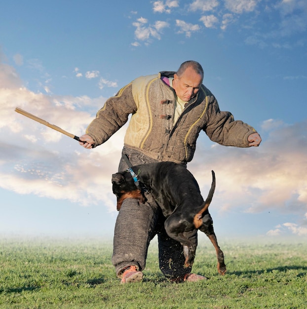 Training of dobermann pinscher