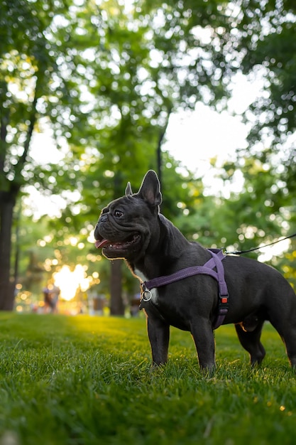 Training a domestic french bulldog who stands in the park at sunset with his tongue hanging out