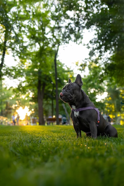 Training a domestic french bulldog who stands in the park at sunset with his tongue hanging out