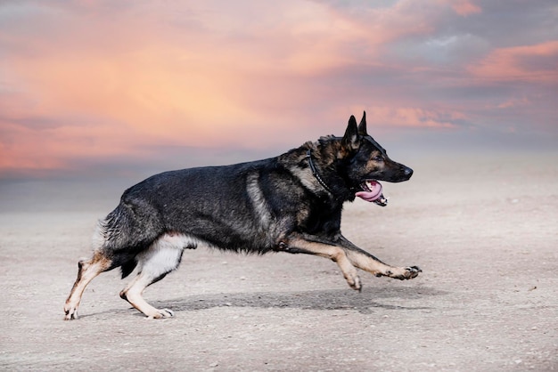 Training of german shepherd