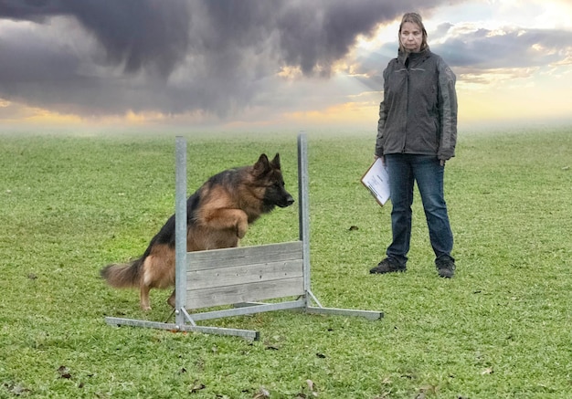 Training of german shepherd