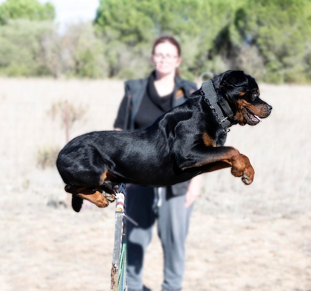 Training of jumping