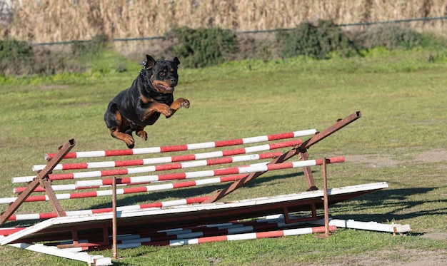 Training of jumping