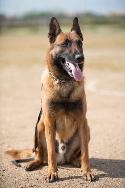 Training of police dog