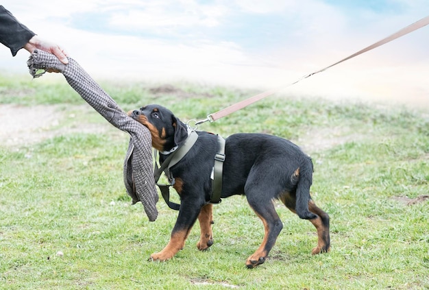 Training of puppy rottweiler